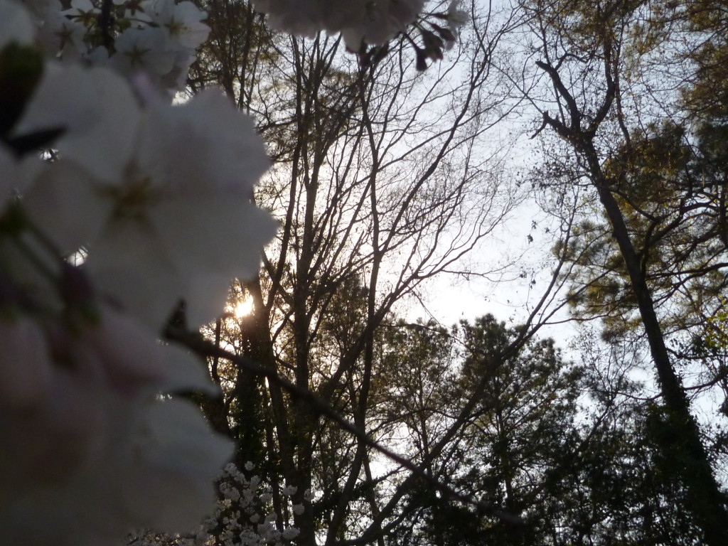 Flower and Sky